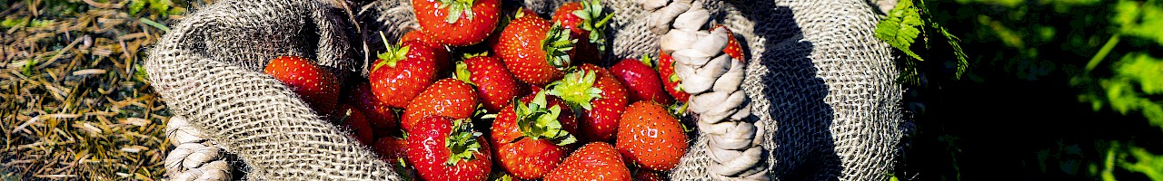 Lucky Berry® Erdbeere