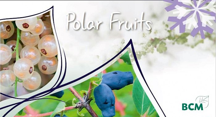 AVS Polar Fruits